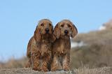 BASSET FAUVE DE BRETAGNE 033